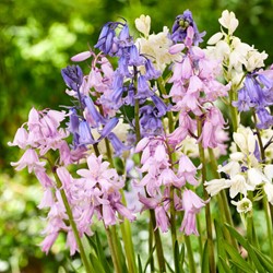 Spaanse boshyacinten mix – Scilla campanulata