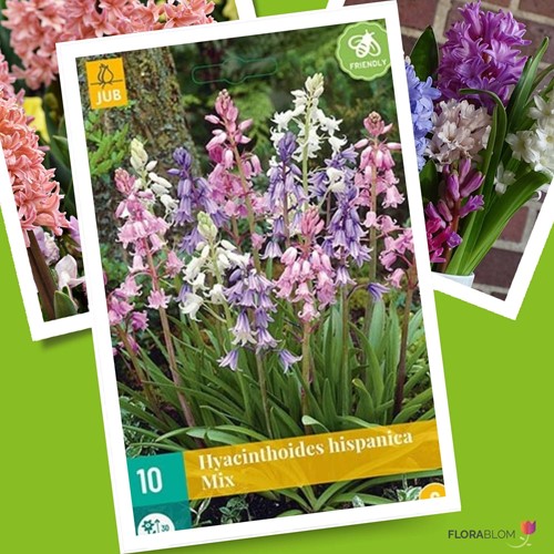 Hyacinthoides Hispanica Mix – Spaanse Boshyacinten