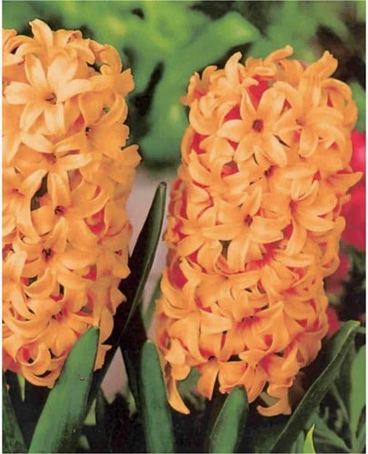 Hyacint Gipsy Queen - Hyacinthus