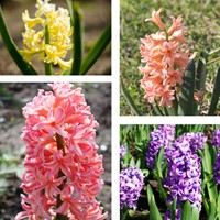 Hyacinten Pastel Mix - Hyacinthus-2