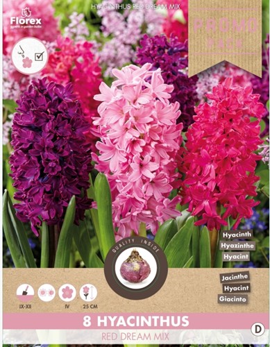 Hyacint Red Dream Mix - Hyacinthus