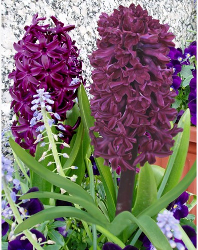 Hyacint Woodstock - Hyacinthus