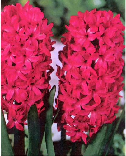 Hyacint Jan Bos - Hyacinthus