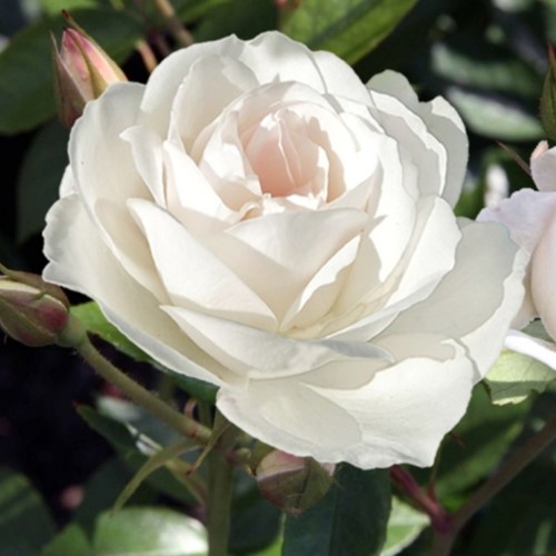 Roos Iceberg - Rosa floribunda