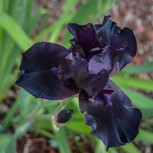 Iris Germanica Black Knight - Baardiris (Driepack)