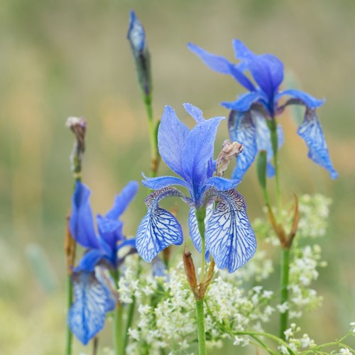 Iris Sibirica Concord Crush – Siberische Lis