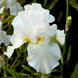 Iris Germanica White Knight - Blauwe Lis