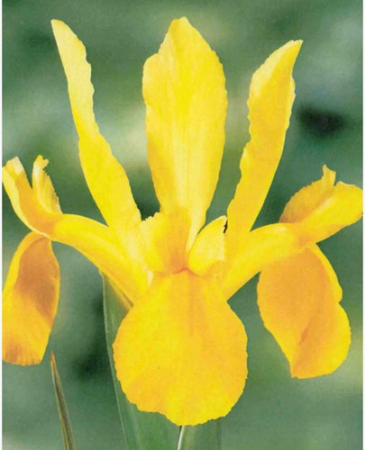 Iris Hollandica Geel