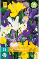 Iris Hollandica Mix-2