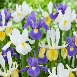 Iris Hollandica Mix