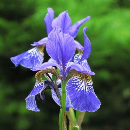Iris Sibirica Perry’s Blue - Siberische Lis (Sixpack)