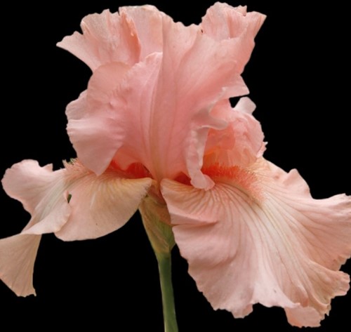 Iris Germanica Pin up Girl - Baardiris (Driepack)