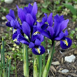 Iris Reticulata