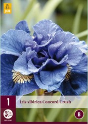 Iris Sibirica Concord Crush – Siberische Lis