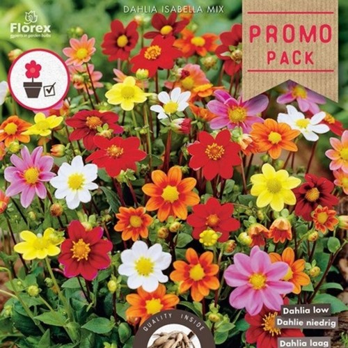 Dahlia Isabella Mix - Topmix