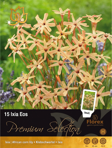 Ixia Eos – Afrikaanse korenlelie