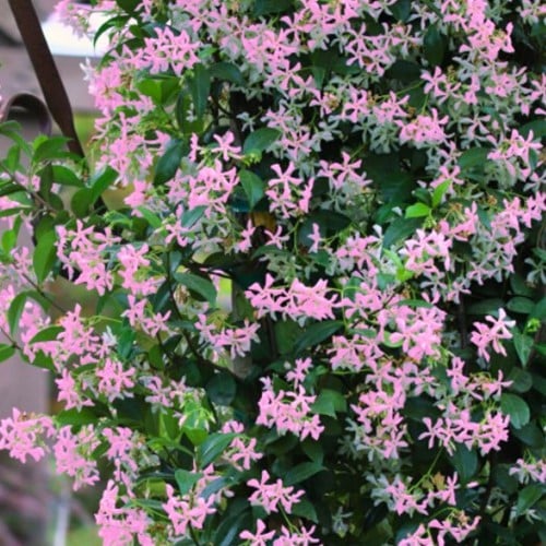 Japanse sterjasmijn Pink Showers - Trachelospermum asiaticum