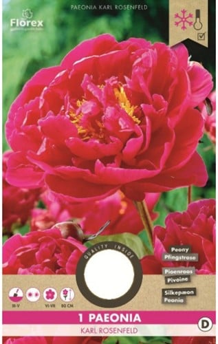 Pioenroos Rood/roze - Paeonia