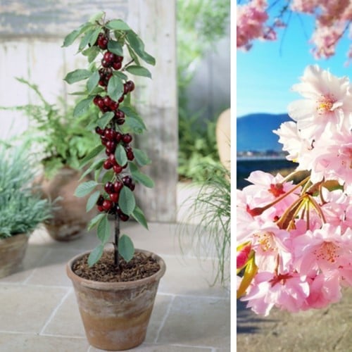 Kers Sylvia - Prunus avium