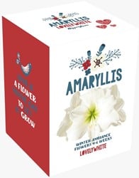 Kerstmis Amaryllis Wit