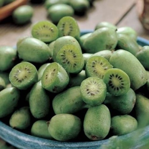Kiwibes - Actinidia arguta issai
