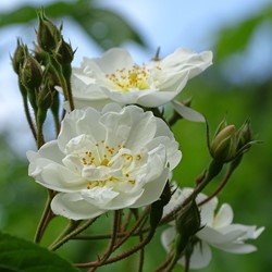 Klimroos Iceberg - Rosa
