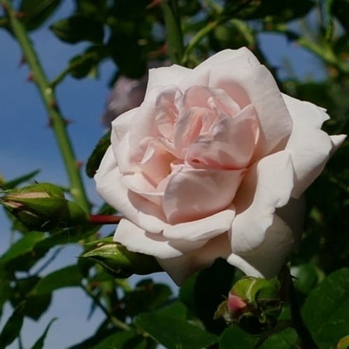 Klimroos New Dawn - Rosa