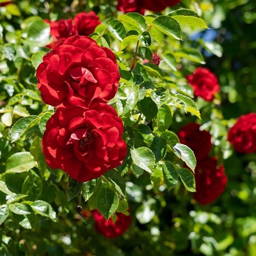Klimroos Paul's Scarlet - Rosa