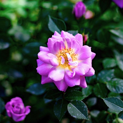 Klimroos Veilchenblau - Rosa