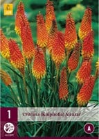 Kniphofia Alcazar - Fakkellelie-2