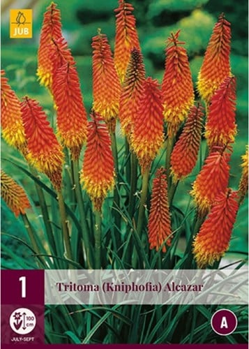 Kniphofia Alcazar - Fakkellelie-2