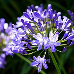 Agapanthus africanus | Vaste planten