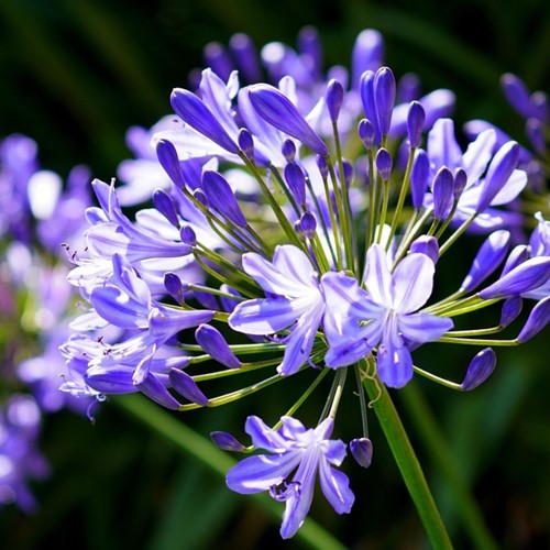 Agapanthus Blauw (Voordeelpakket)