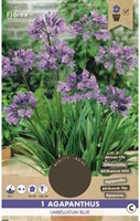 Agapanthus Blauw-2