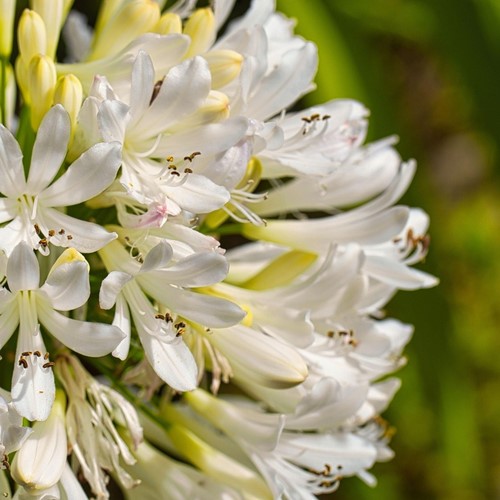 Agapanthus Wit