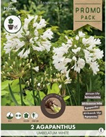 Agapanthus Wit-2