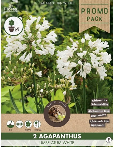 Agapanthus Wit-2