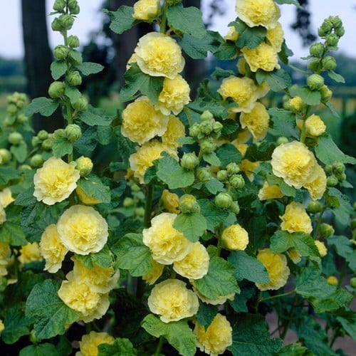 Stokroos dubbel geel - Alcea rosea Charter's Double Yellow
