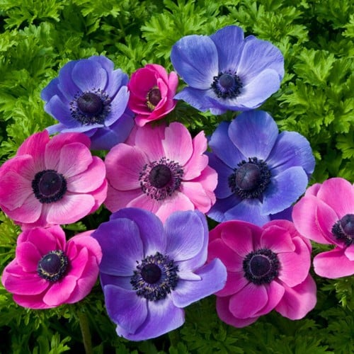 Anemoon Paars & Roze Mix