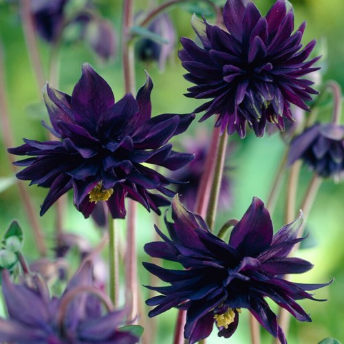 Akelei Black Barlow - Aquilegia