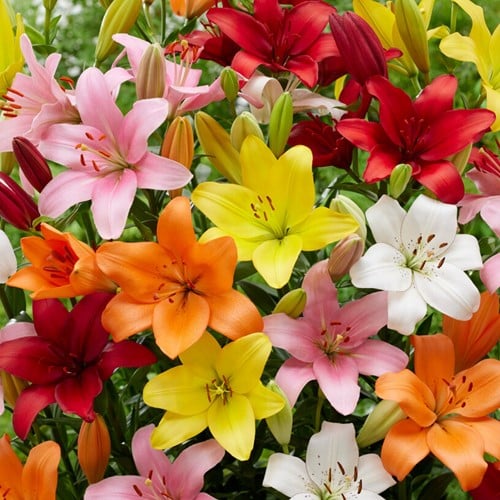 Aziatische Lelies Mix - Lilium (XL verpakking)