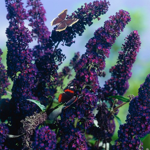 Vlinderstruik Black Knight - Buddleja