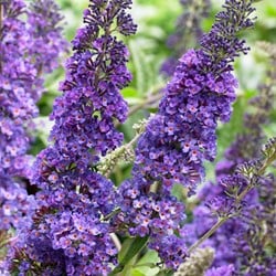 Vlinderstruik Empire Blue - Buddleja