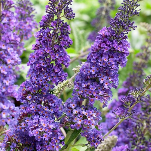 Vlinderstruik Empire Blue - Buddleja