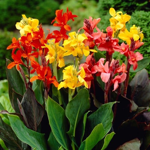 Canna Mix