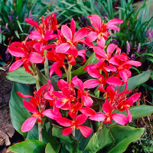 Canna Roze
