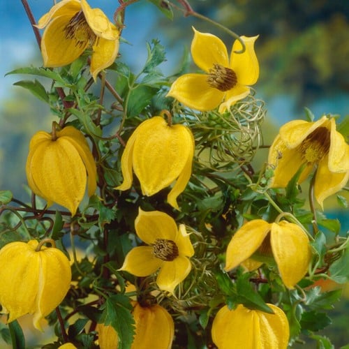 Clematis Tangutica - Bosrank