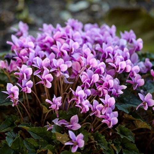 Cyclamen Hederifolium - Napolitaanse Cyclaam