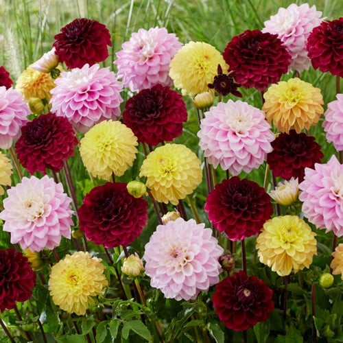 Dahlia Decoratief gemengd