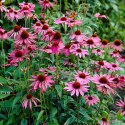 Echinacea magnus - Zonnehoed 100% BIO